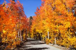 Aspens along North Lake road-0259